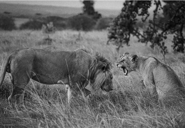 MAPPING AND CARTOGRAPHY